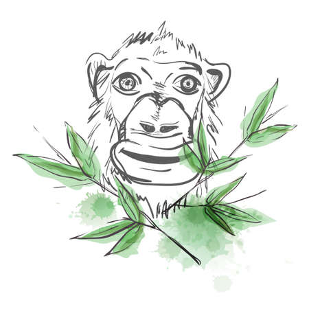Monkey sketch. Monkey in bamboo leavesのイラスト素材