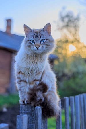 Smoky the cat on the fence at sunsetの写真素材