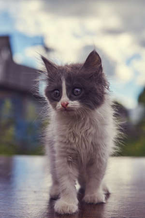 small fluffy white and gray kitten on a background of dense cloudsの写真素材