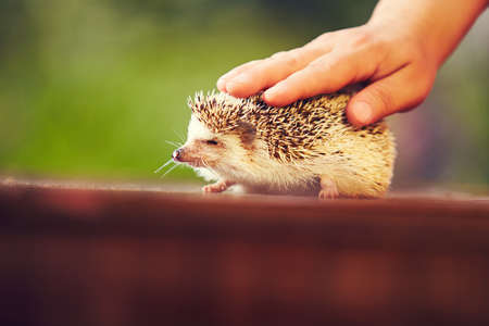 hedgehog closed his eyes in pleasure while his human hand strokesの写真素材