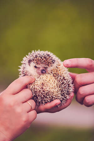 hedgehog curled up in a human handの写真素材