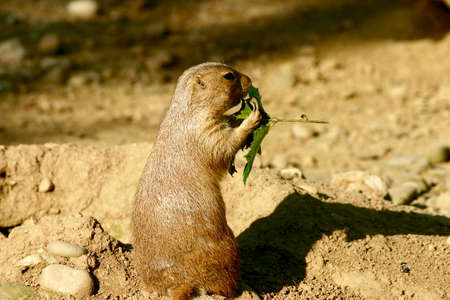 otter hungry