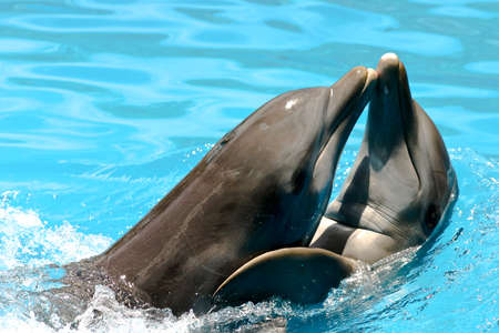 dolphin lovers