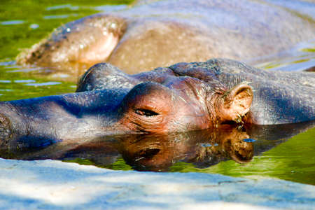 hippopotamus curiousの写真素材