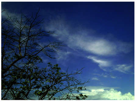 beautiful blue sky and autumn treesの写真素材