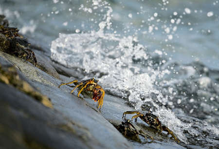 Crabs And A Splashの写真素材