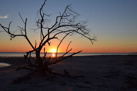 Dawn in a Driftwood Treeの素材