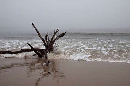 Driftwood in the Nor'easterの素材