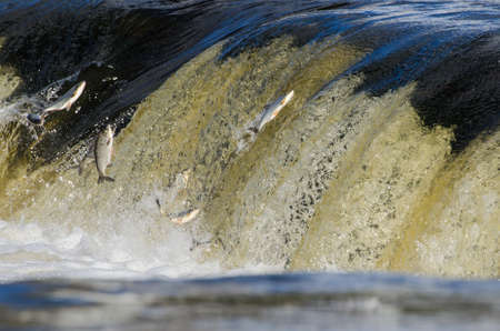 Fishes go for spawning upstream. Vimba jumps over waterfall on the Venta River, Kuldiga, Latvia.の写真素材