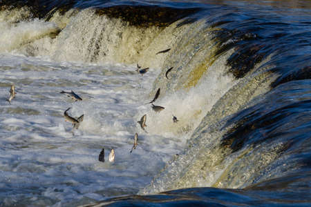 Fishes go for spawning upstream. Vimba jumps over waterfall on the Venta River, Kuldiga, Latvia.の写真素材