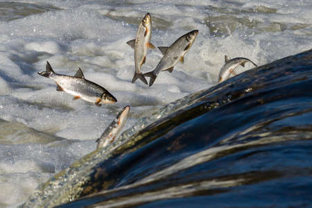 Fishes go for spawning upstream. Vimba jumps over waterfall on the Venta River, Kuldiga, Latvia.の写真素材