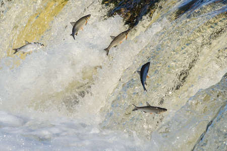 Fishes go for spawning upstream. Vimba jumps over waterfall on the Venta River, Kuldiga, Latvia.