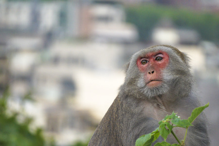 Formosan macaque in mountains of Kaohsiung city, Taiwan, also called Macaca cyclopis.の写真素材