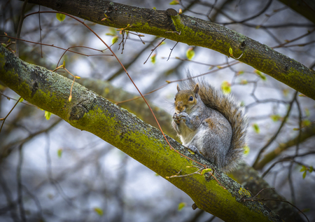 Grey squirrel eating peanut in Regent's Park, London, UK