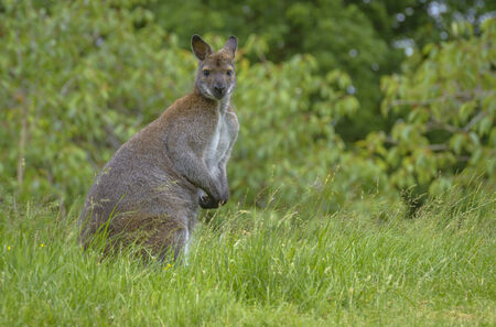 Portrait of a Kangaroo Staring at the Cameraの写真素材