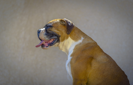 Boxer profile with Tongue out.の写真素材