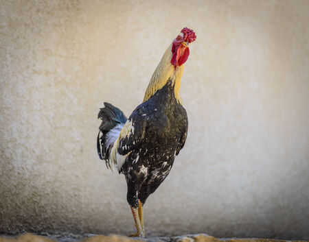 Rooster profile looking at the camera.の写真素材