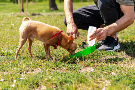 Pets owner watering his small dog breed Toy Terrier from travel water bowl.の写真素材