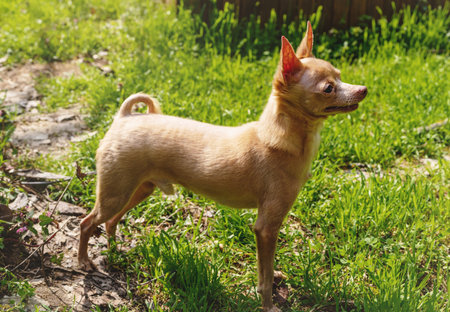 Small dog breed toy Terrier walking outdoors in park.の写真素材