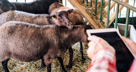 Sheep farm, digital data collection at sheep farm.