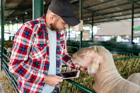 Man farmer visually inspecting sheep at farm using check list in his digital tablet..の写真素材