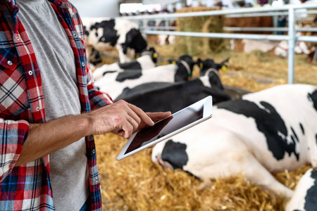 Modern farmer uses digital tablet at livestock farm on background of cows, receives digital data of microchips built in cows.の写真素材