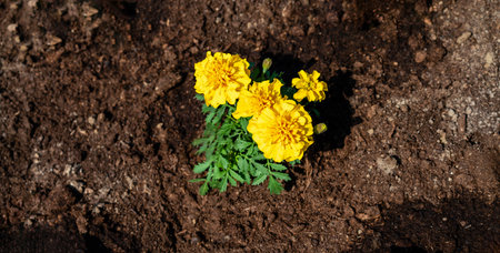 High angle view plant and flowers of Tagetes erecta Perfection Yellow Marigold variety on background of soil.の写真素材