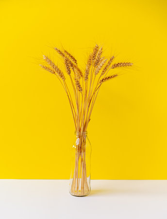 Bouquet of golden coloured wheat in vase made from glass bottle in front of yellow background, still life concept.の写真素材
