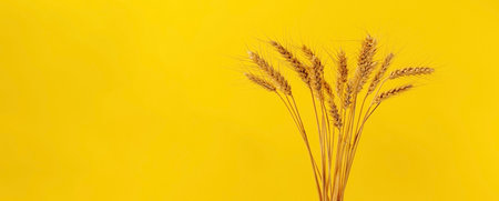 Bouquet of dried wheat stalks in front of yellow coloured background with copy space.の写真素材