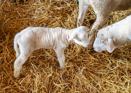 Adorable white newborn lamb with sheep in paddock at farm.の写真素材