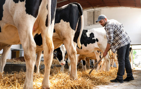 Male farm worker working in livestock farm. Farmer covering floor in cowshed with straw.
