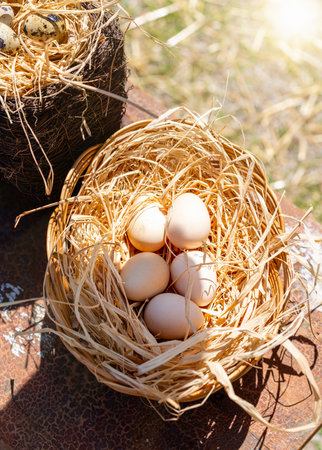 directly above view chicken eggs in nest