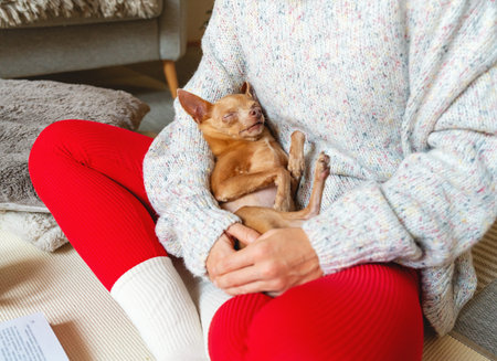 Cute small Toy Terrier dog sleeping on its back in owner's hands.の写真素材