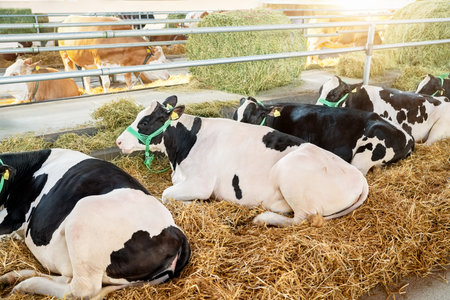 Holstein cows resting in a cattle shedの写真素材