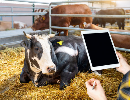 Farm worker holding a digital tablet with a blank screen in front of a bull on a livestock farm.の写真素材