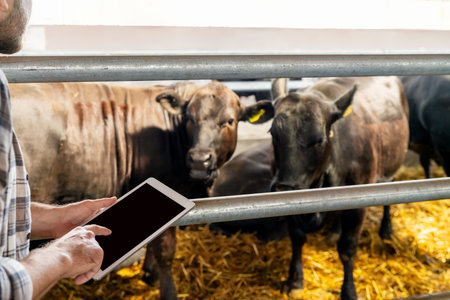 Cow barn with farmer using digital device for livestock monitoringの写真素材