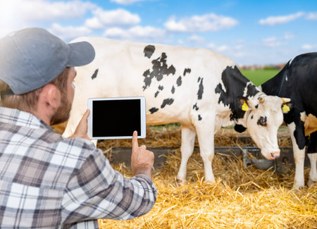 Male farmer monitoring the health of herd of cows on a livestock farm using digital tablet in open barnの写真素材