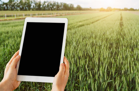 Hands of woman holding digital tablet with blank screen in green wheat field