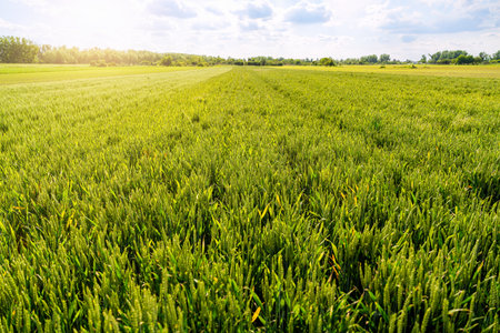 Green cereal field with young grain ears in mid-season