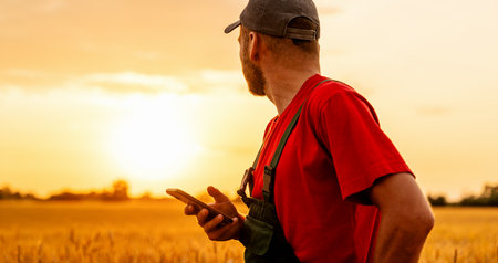 Male farmer holding smartphone looking at sunset in wheat field during summer harvest