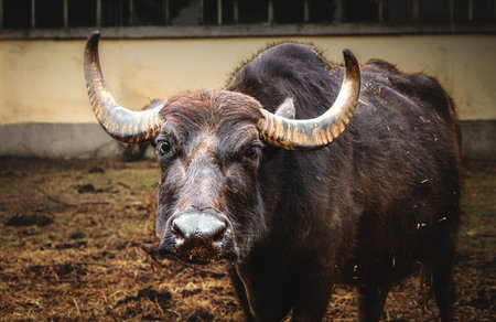 Portrait of male water buffalo on dairy farm, mozzarella production farm