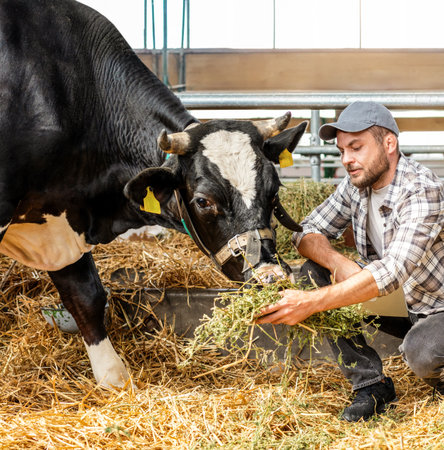 Agricultural worker taking care of cow in barnの写真素材