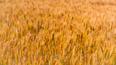 Golden wheat top view photographyの写真素材