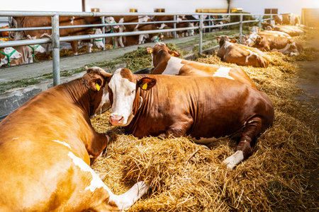 Dairy cattle resting inside barn at livestock farm