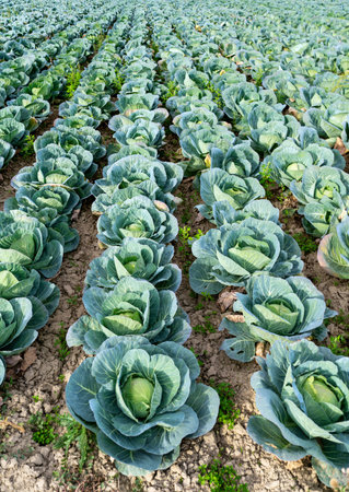 Cabbage field in countryside in autumn.の写真素材