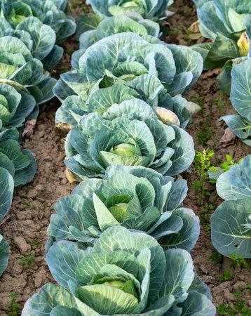 Green cabbage plants growing in rural farmlandの写真素材