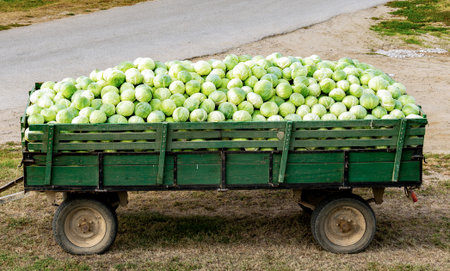 Harvest season of cabbage. Agricultural trailer loaded with fresh cabbage heads in farmland.の写真素材