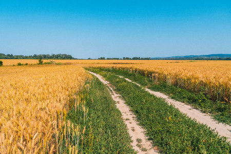 Grainy photo of yellow wheat field in countryside