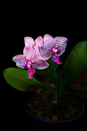 Orchid isolated on black backgroundの写真素材