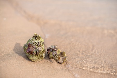 seashell nautilus on sea beach under sunset sun light